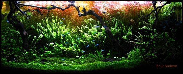 aquascaping1
