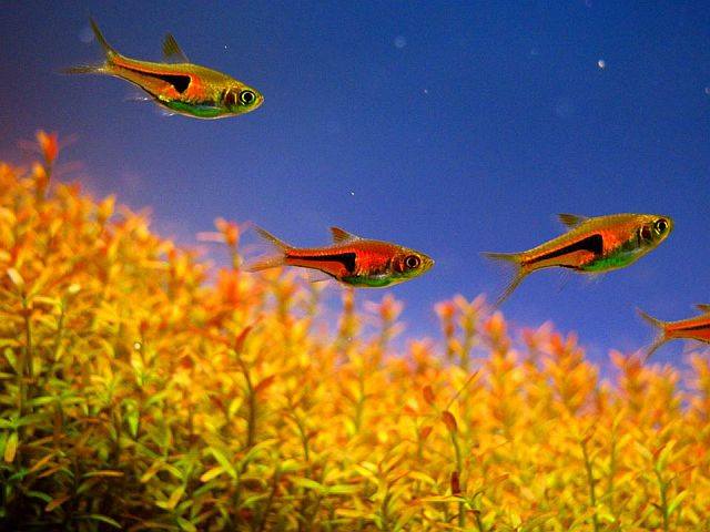 aquascaping11