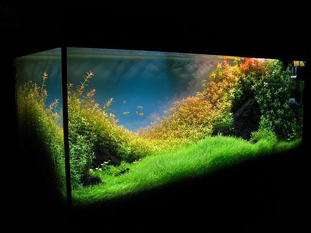 aquascaping14
