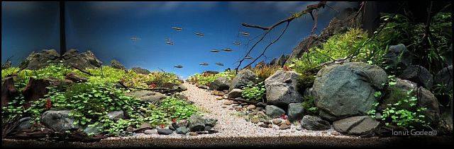 aquascaping2