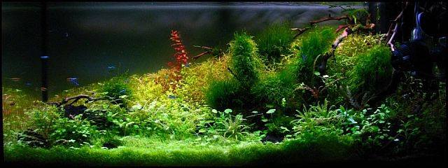 aquascaping3