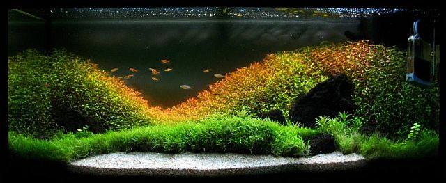 aquascaping4