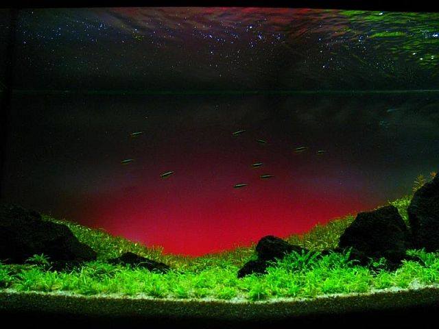 aquascaping6