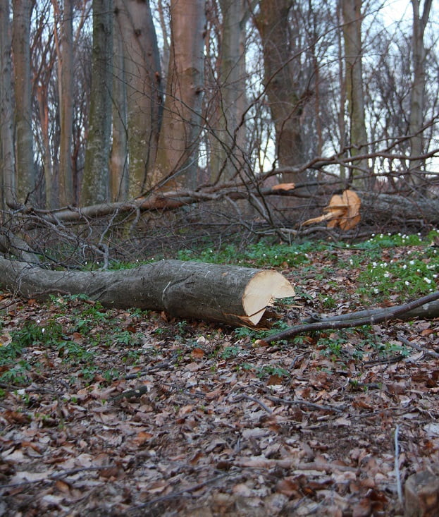 copac taiat