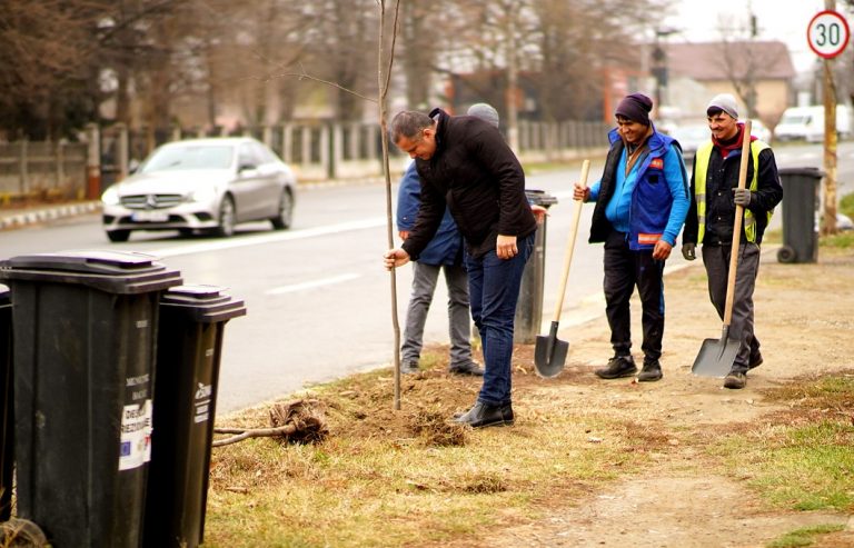 plantare copaci viziteu
