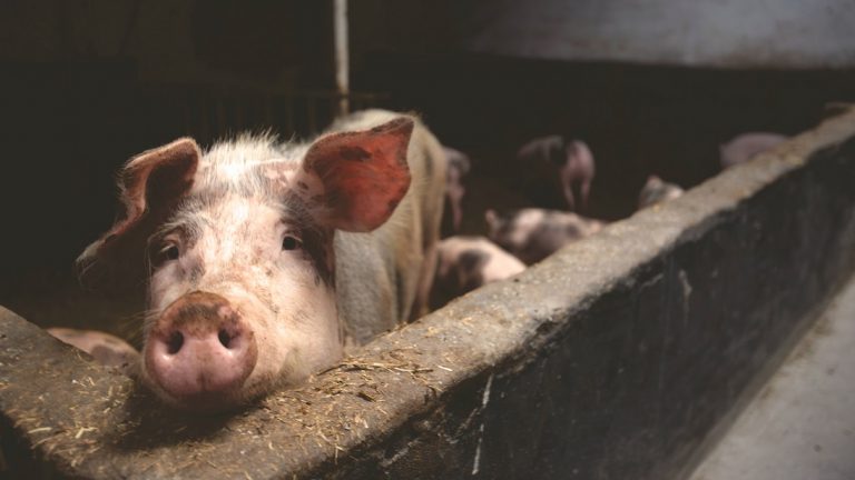 porc