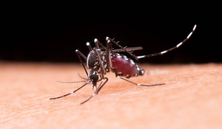 west nile virus bacau scaled