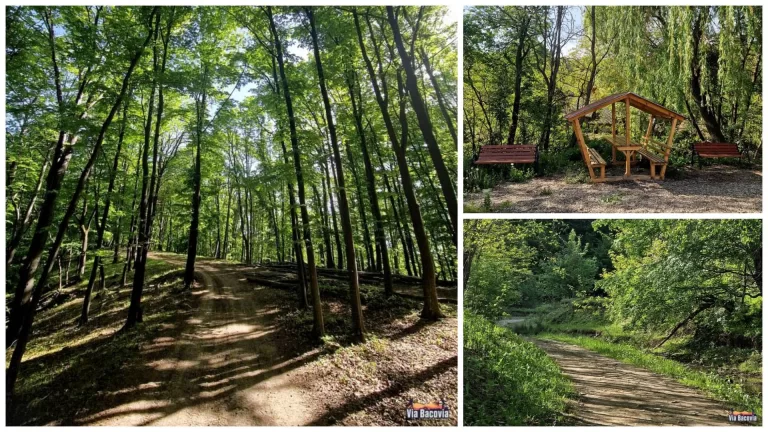 traseu magura 11km
