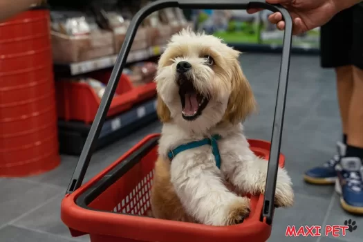maxi pet (3)