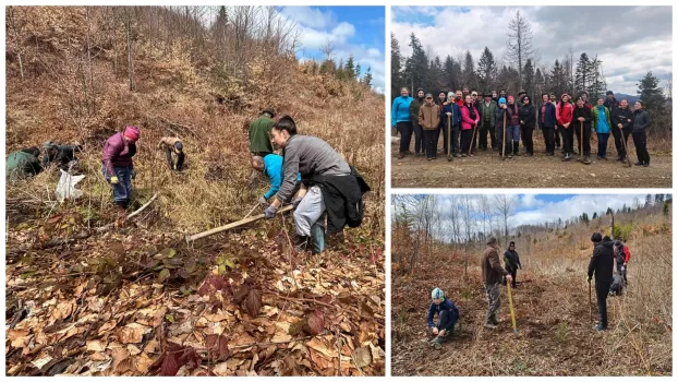 door2outdoor plantare copaci