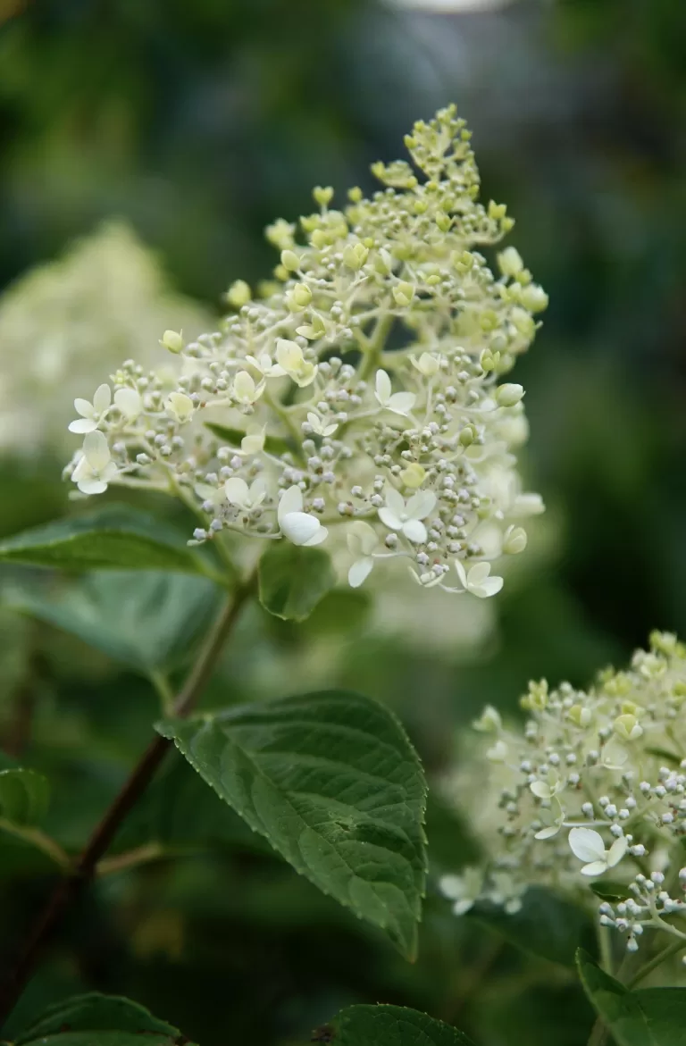 floarea