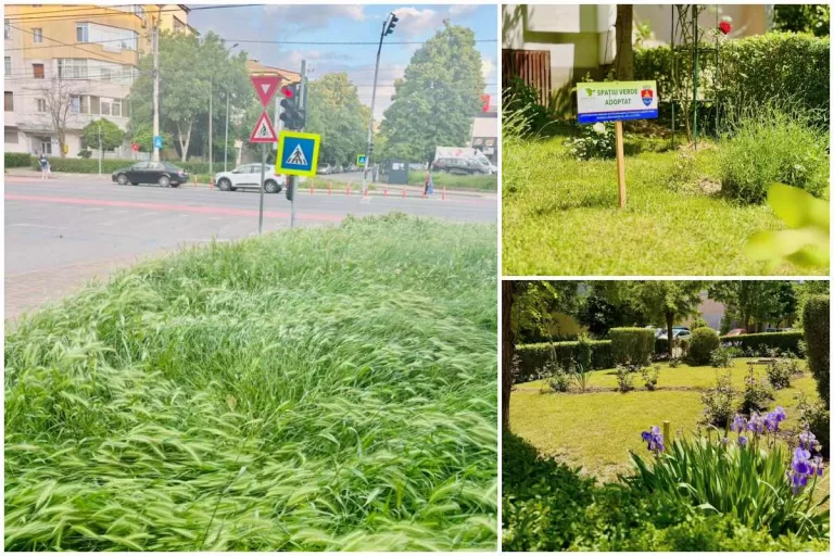 iarba bacau