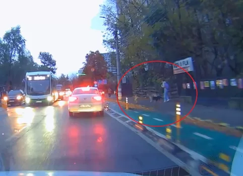 atac caine fetita centru bacau